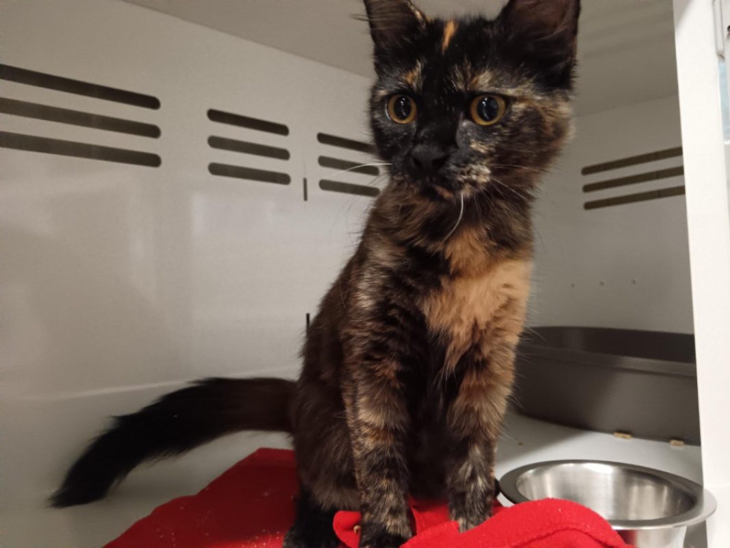 Ebi - Chat Européen à adopter