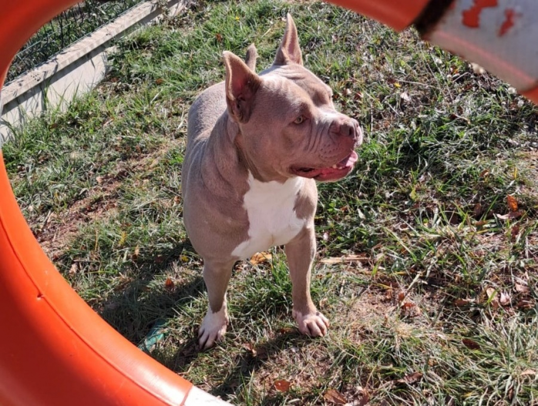 Polly - Chien American Bully à adopter