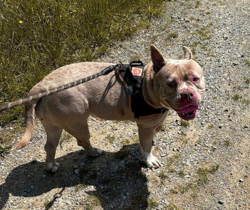 Polly - Chien American Bully à adopter - photo 2