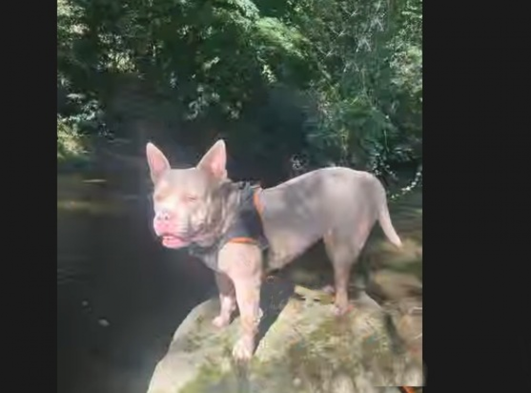 Polly - Chien American Bully à adopter - photo 3