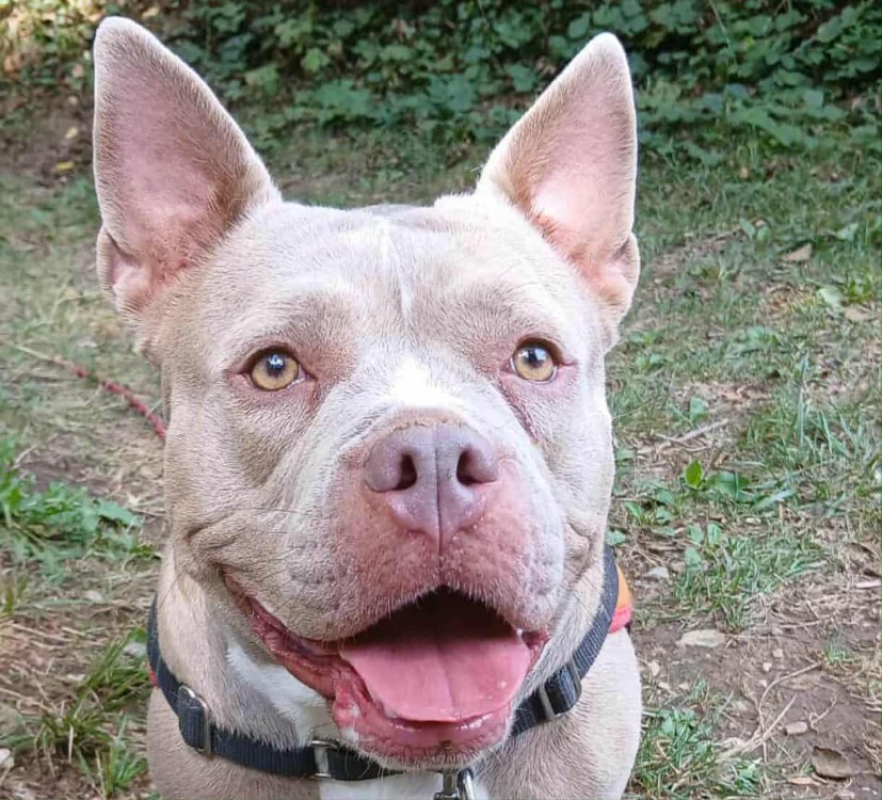 Polly - Chien American Bully à adopter - photo 4