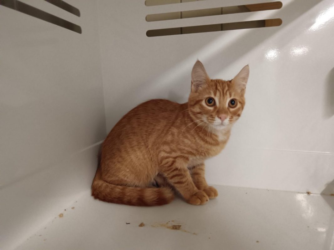 Curry - Chat Européen à adopter