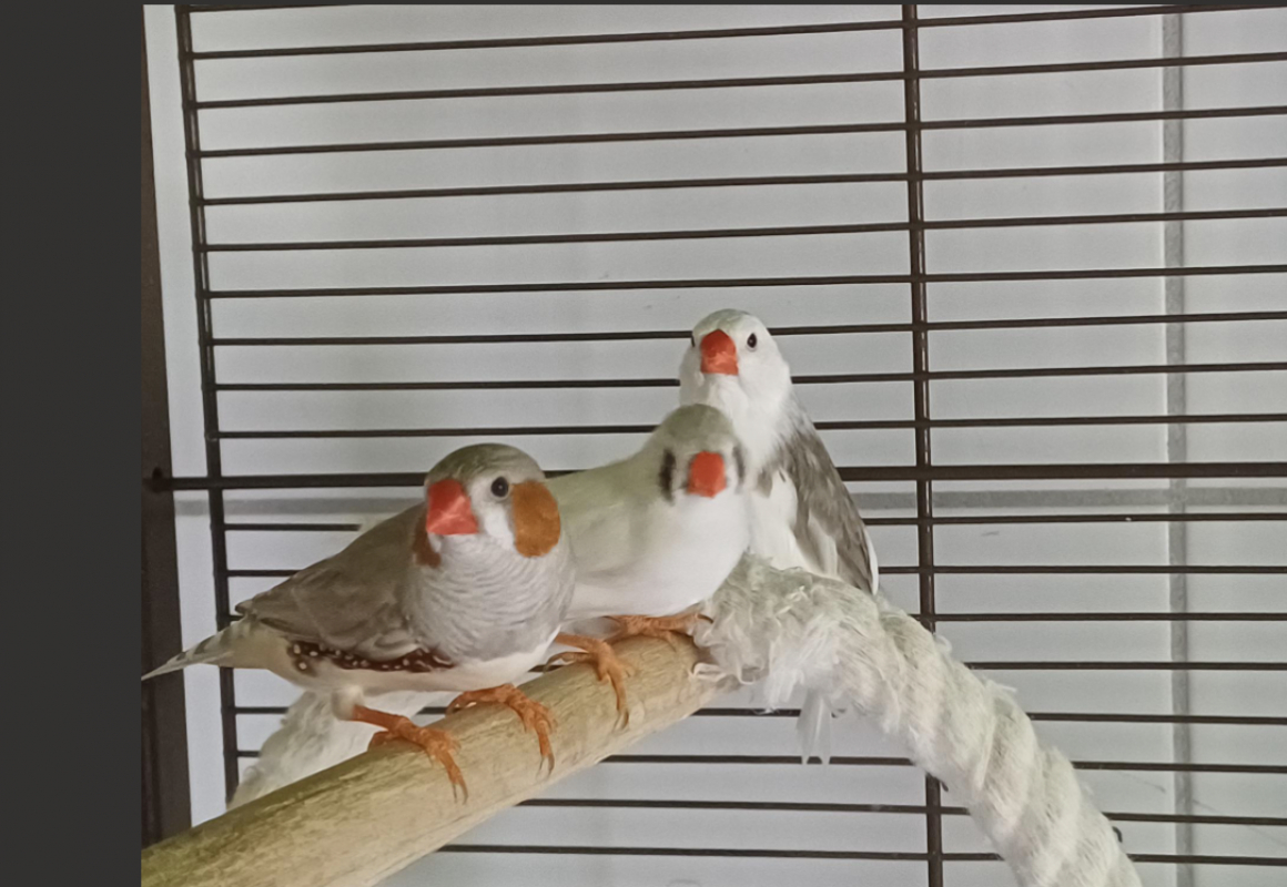 Mandarin - Animal de ferme à adopter