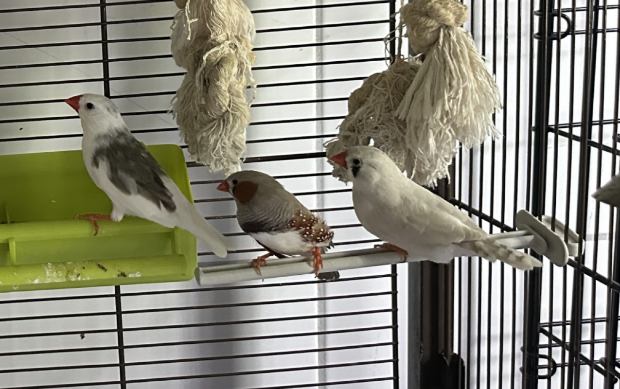D.mandarin - Animal de ferme à adopter