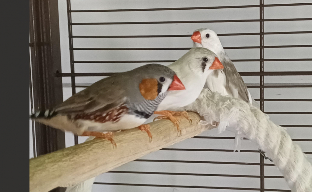 Mand.couleur - Animal de ferme à adopter