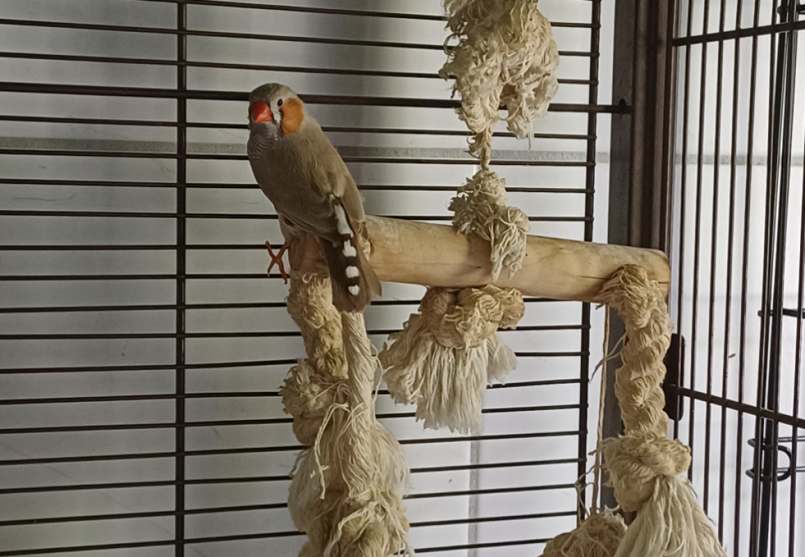 D.mandarin - Animal de ferme à adopter