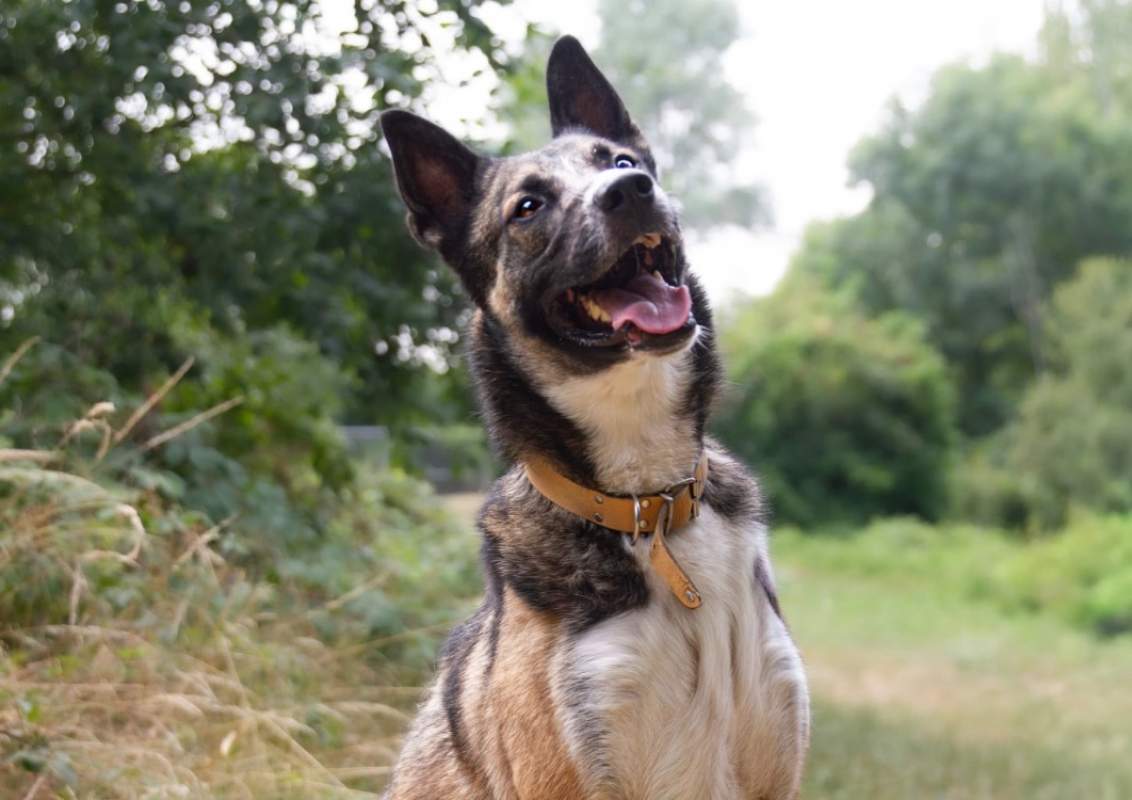 Baba - Chien à adopter