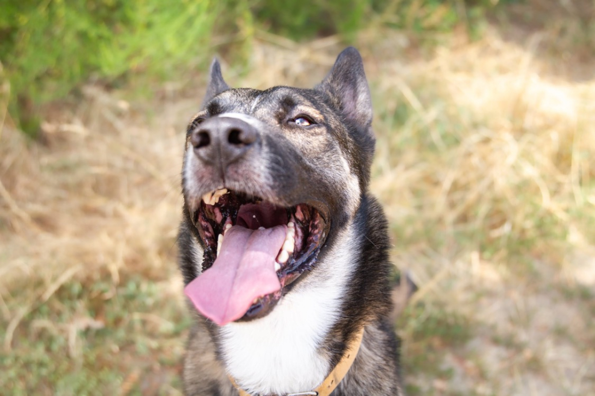 Baba - Chien à adopter - photo 2