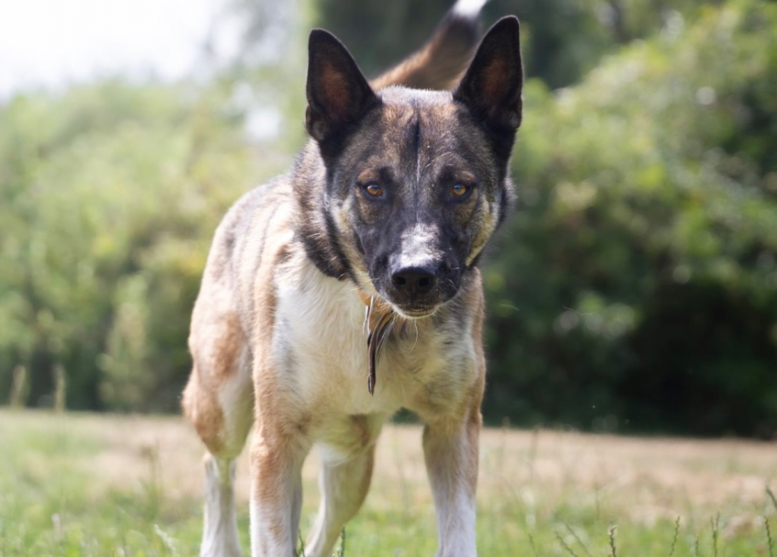 Baba - Chien à adopter - photo 4