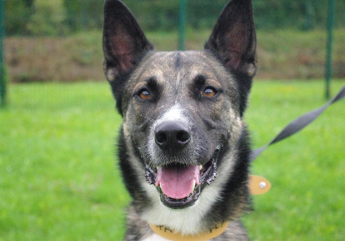Baba - Chien à adopter - photo 5