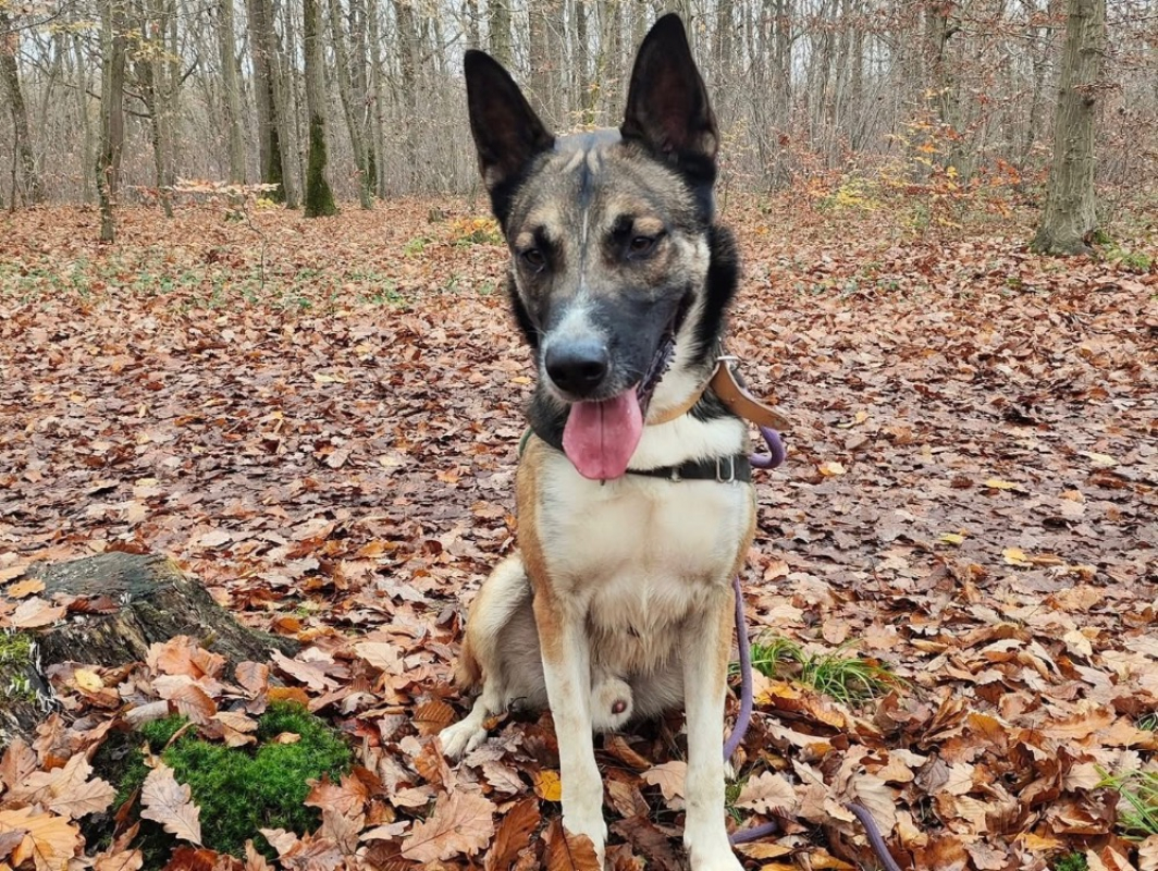 Baba - Chien à adopter - photo 6