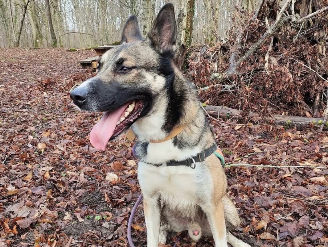 Baba - Chien à adopter - photo 7