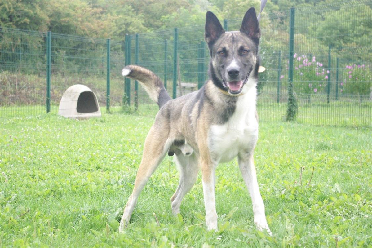 Baba - Chien à adopter - photo 8