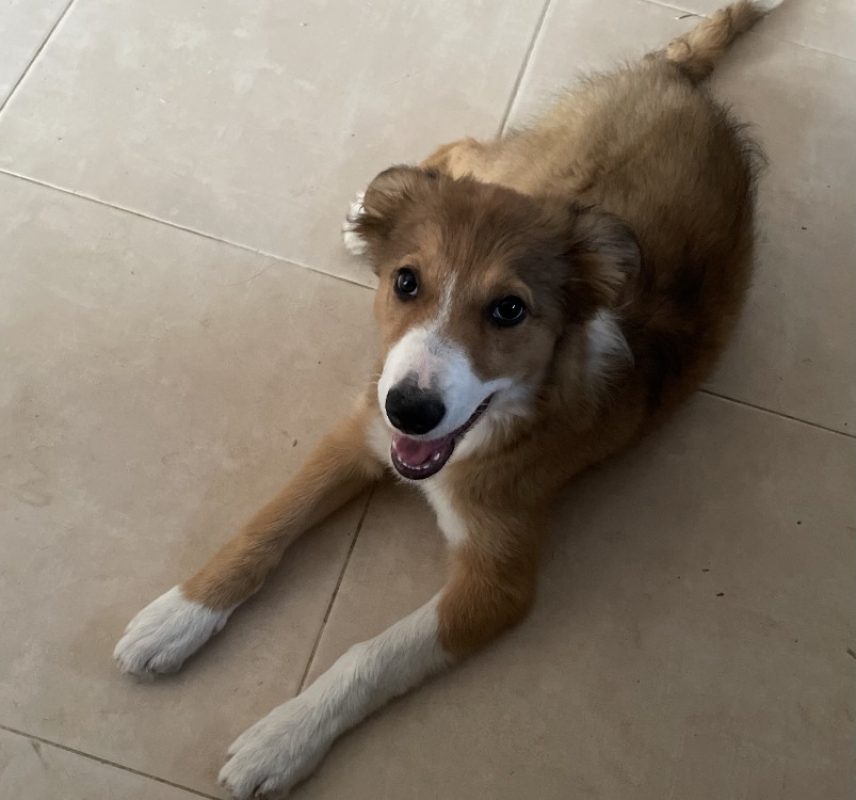Satine - Chien Border Collie à adopter