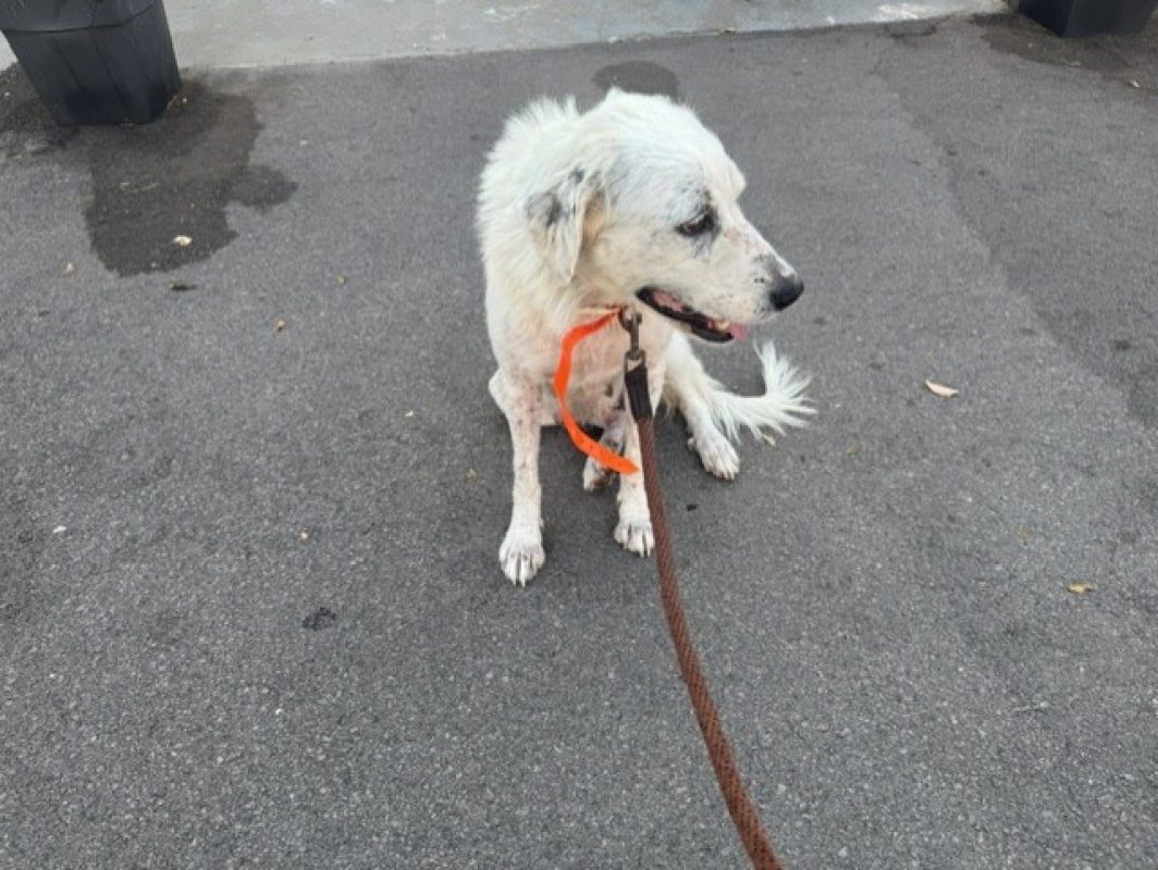 Bianca - Chien Chien de montagne des Pyrénées à adopter
