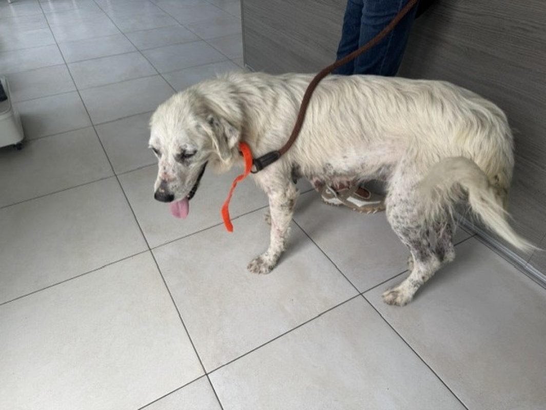 Bianca - Chien Chien de montagne des Pyrénées à adopter - photo 4