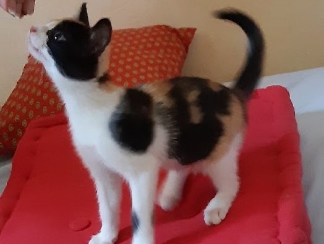 Blizzi - Chat Européen à adopter