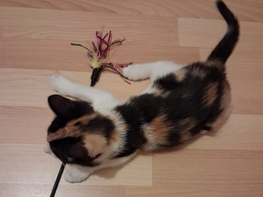 Blizzi - Chat Européen à adopter - photo 2