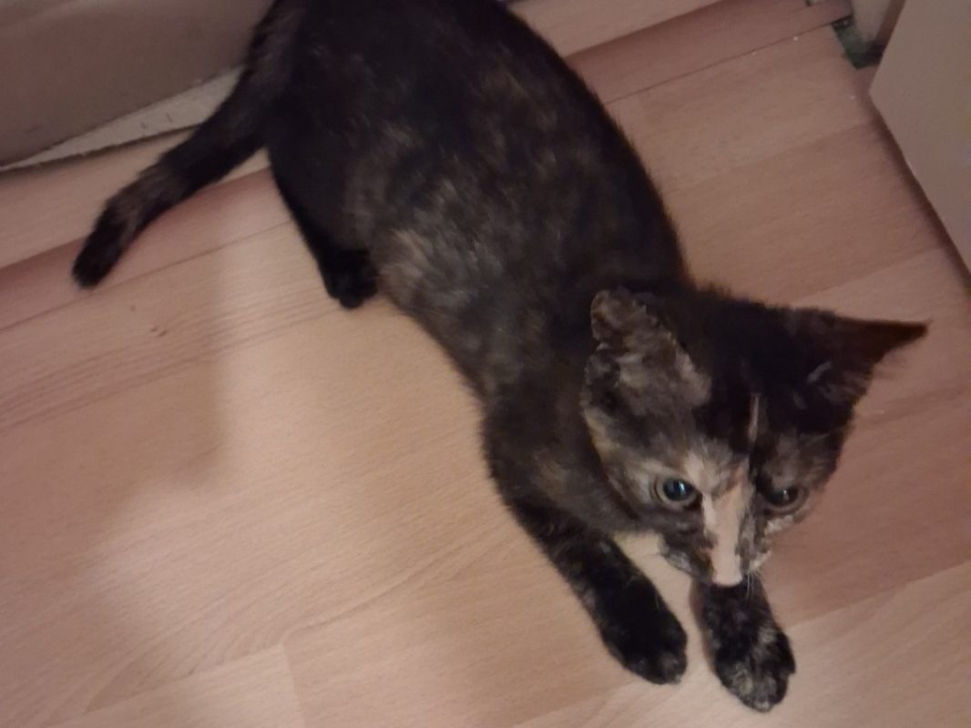 Boh - Chat Européen à adopter