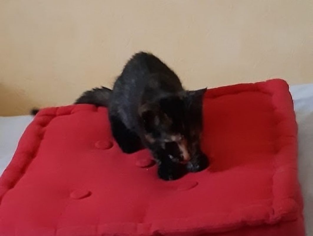 Boh - Chat Européen à adopter - photo 2