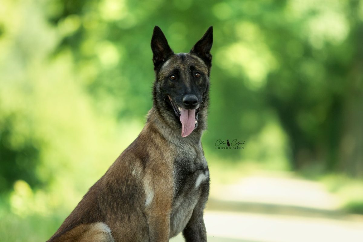 Poa paddock - Chien Berger Belge Malinois à adopter - photo 3
