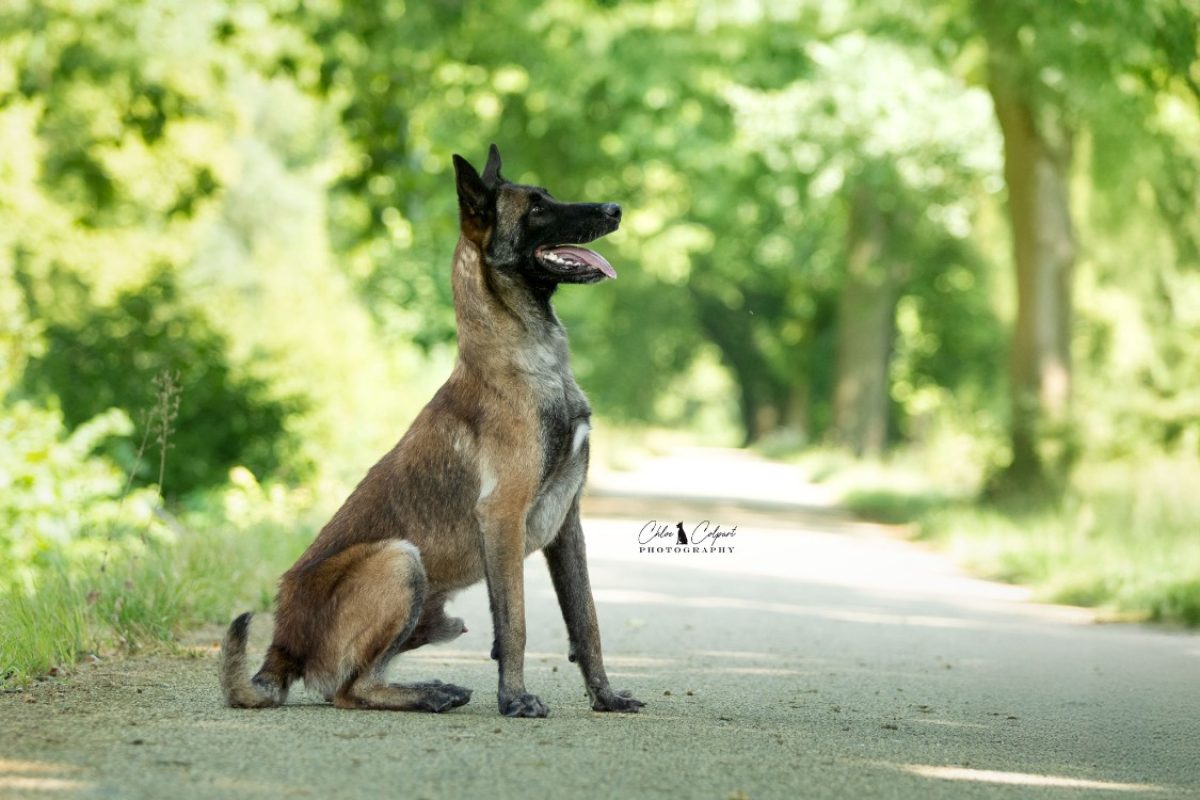 Poa paddock - Chien Berger Belge Malinois à adopter - photo 4