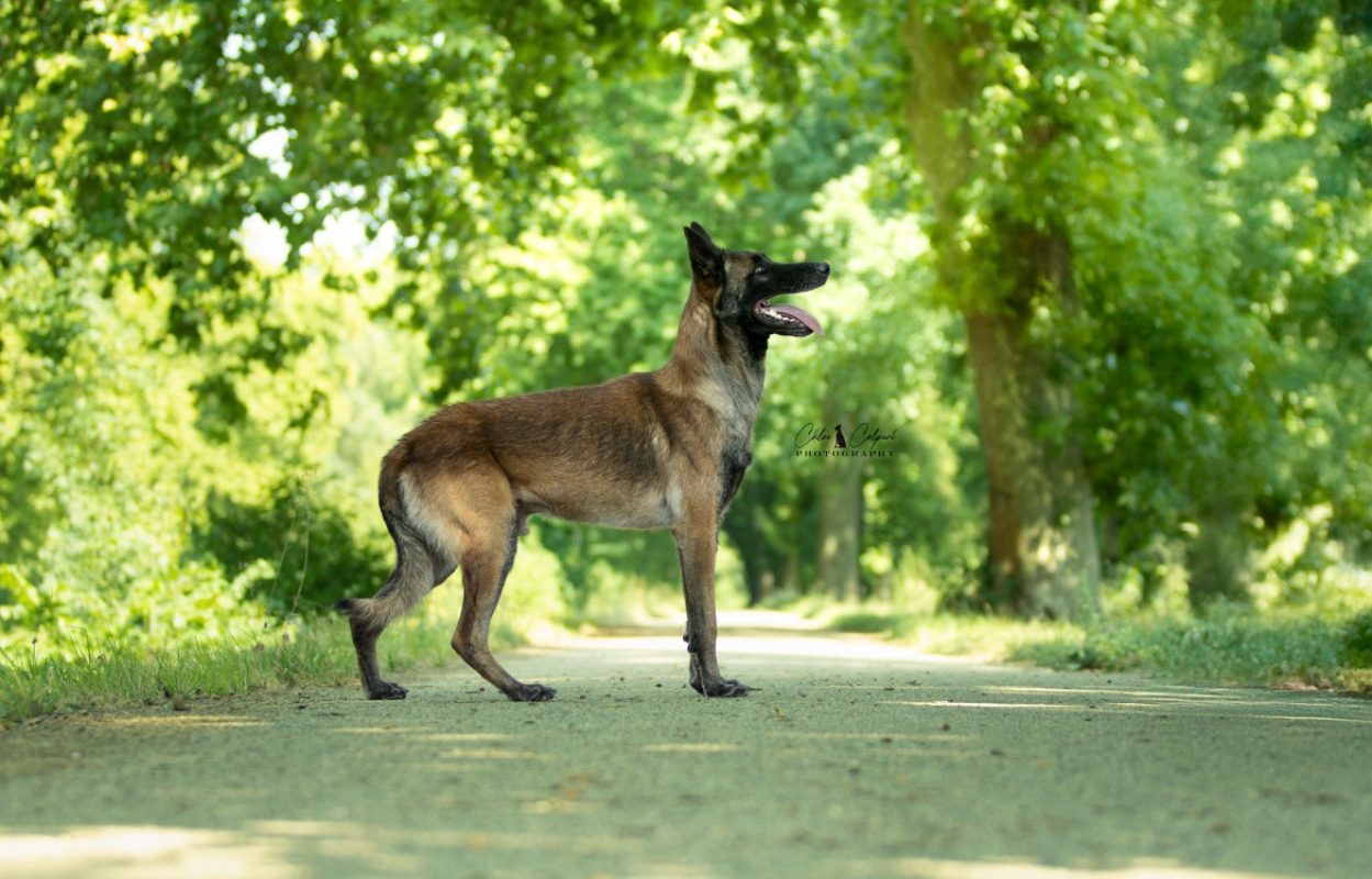 Poa paddock - Chien Berger Belge Malinois à adopter - photo 5