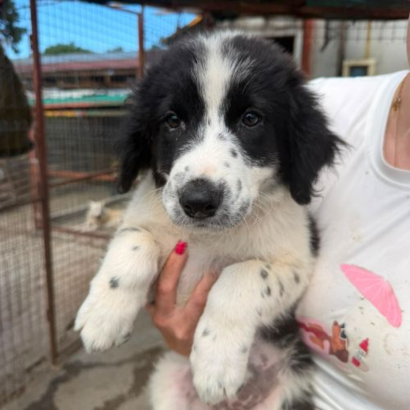 SINDY - Chien à adopter - photo 2