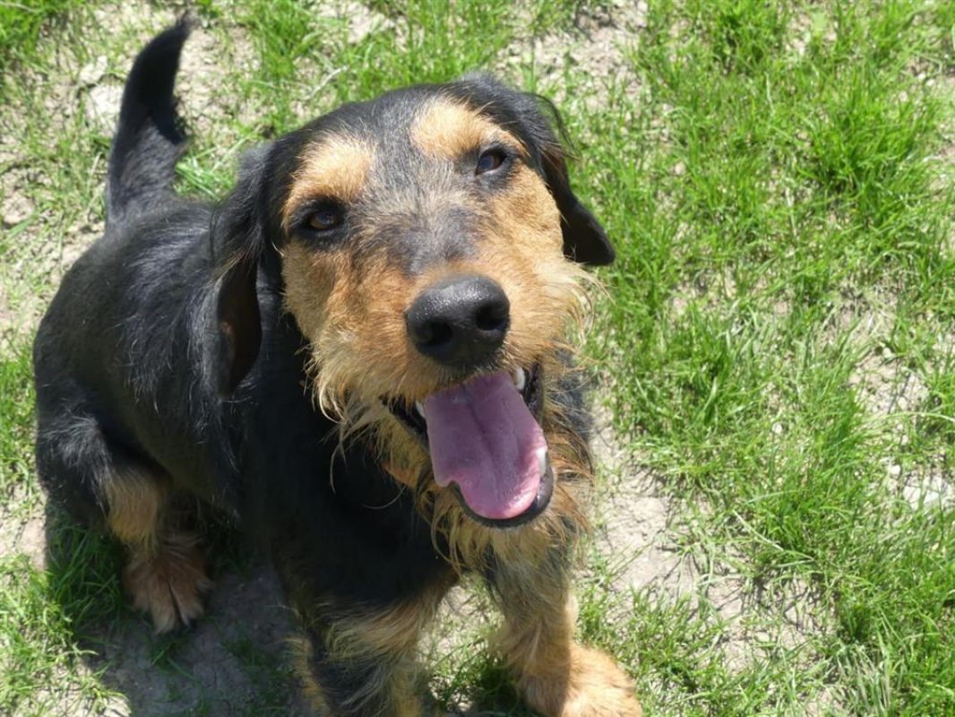 Dobby - Chien à adopter à Maubert-Fontaine (08) - Animaux.fr