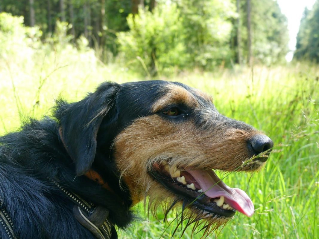 Dobby - Chien à adopter à Maubert-Fontaine (08) - Animaux.fr