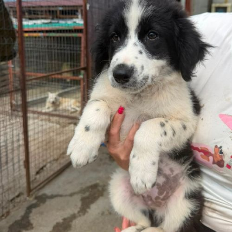 SINDY - Chien à adopter