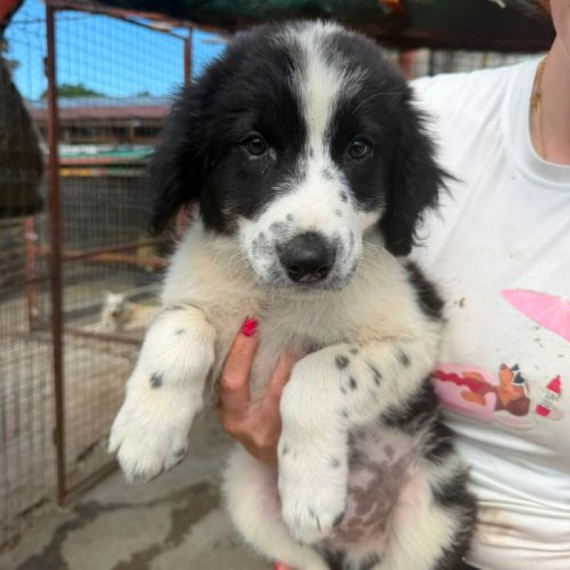 SINDY - Chien à adopter - photo 2