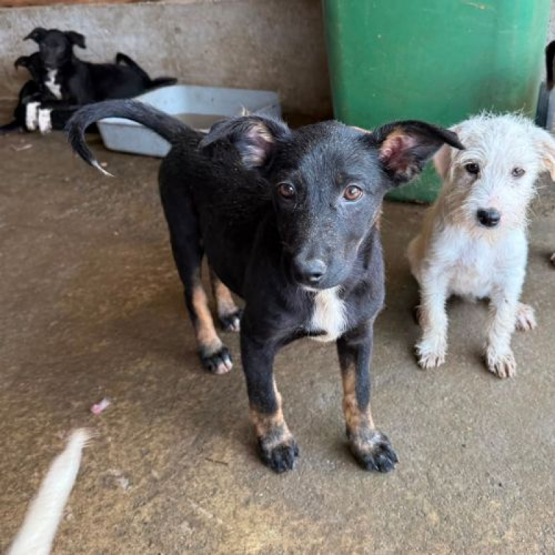 OYA - Chien à adopter - photo 3