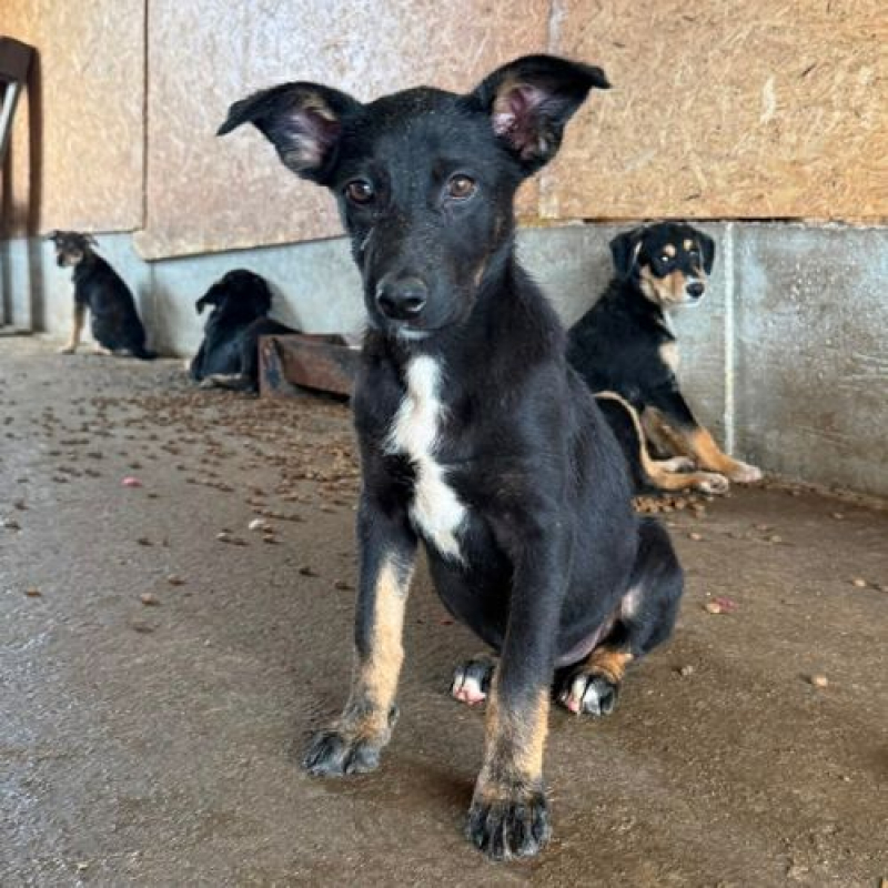 OYA - Chien à adopter - photo 2