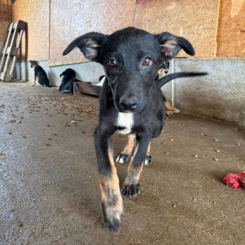 OYA - Chien à adopter - photo 4