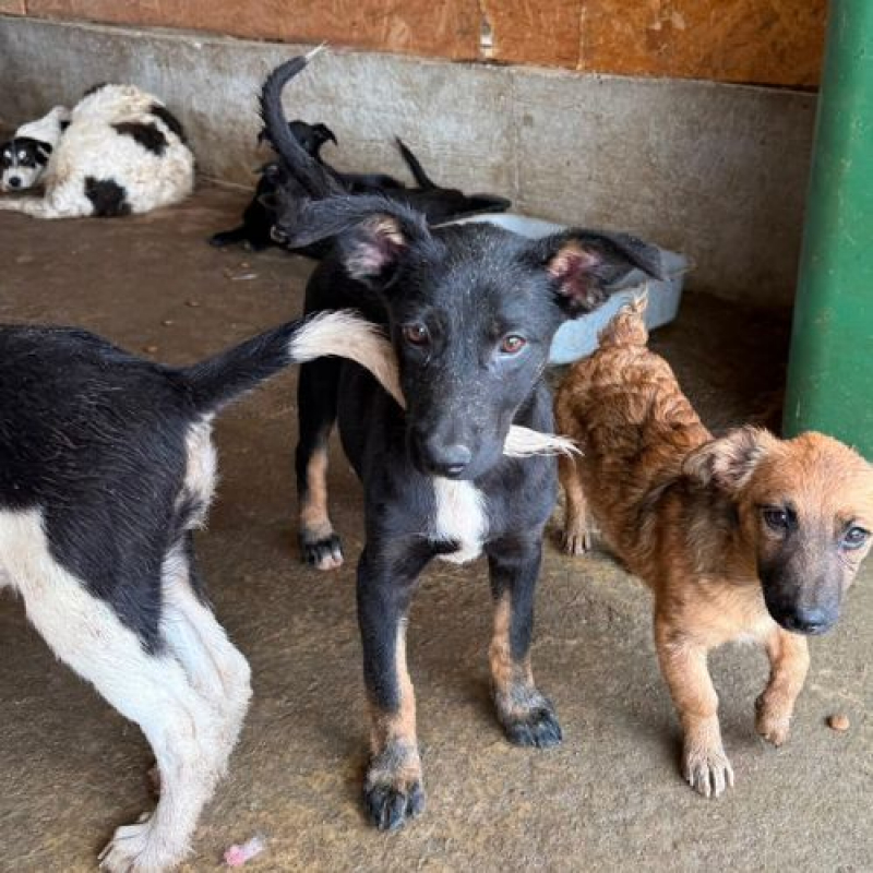 OYA - Chien à adopter - photo 5