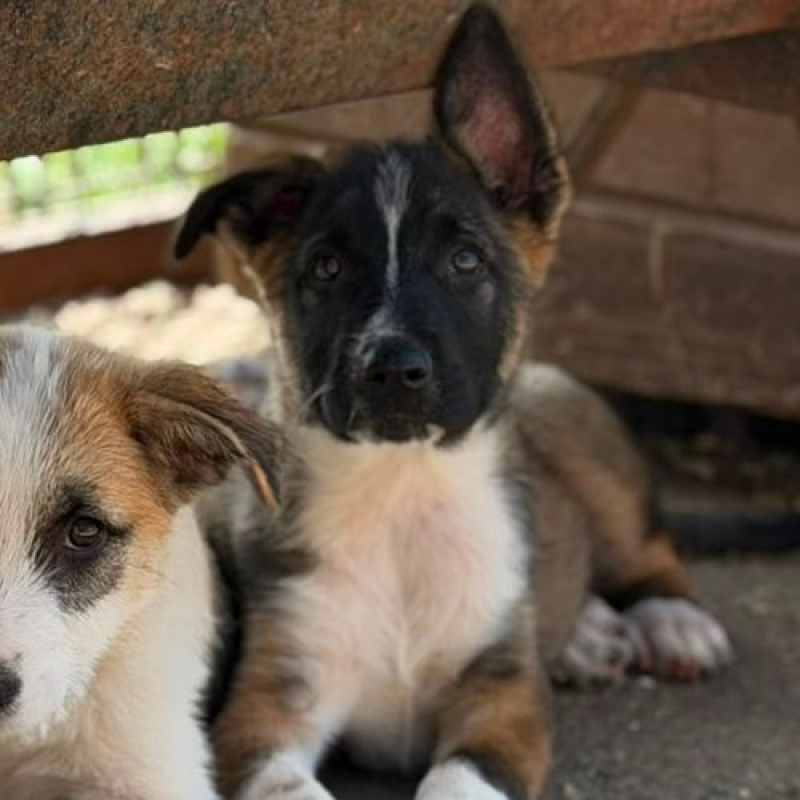 LEXIE - Chien à adopter - photo 2