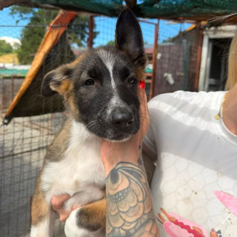 LEXIE - Chien à adopter - photo 4