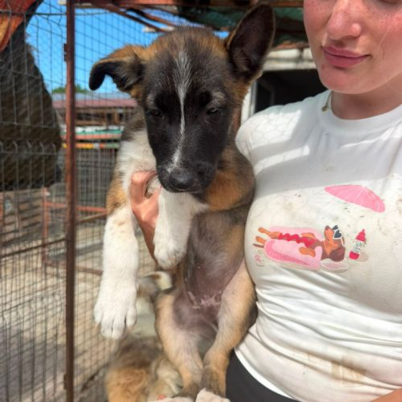 LEXIE - Chien à adopter
