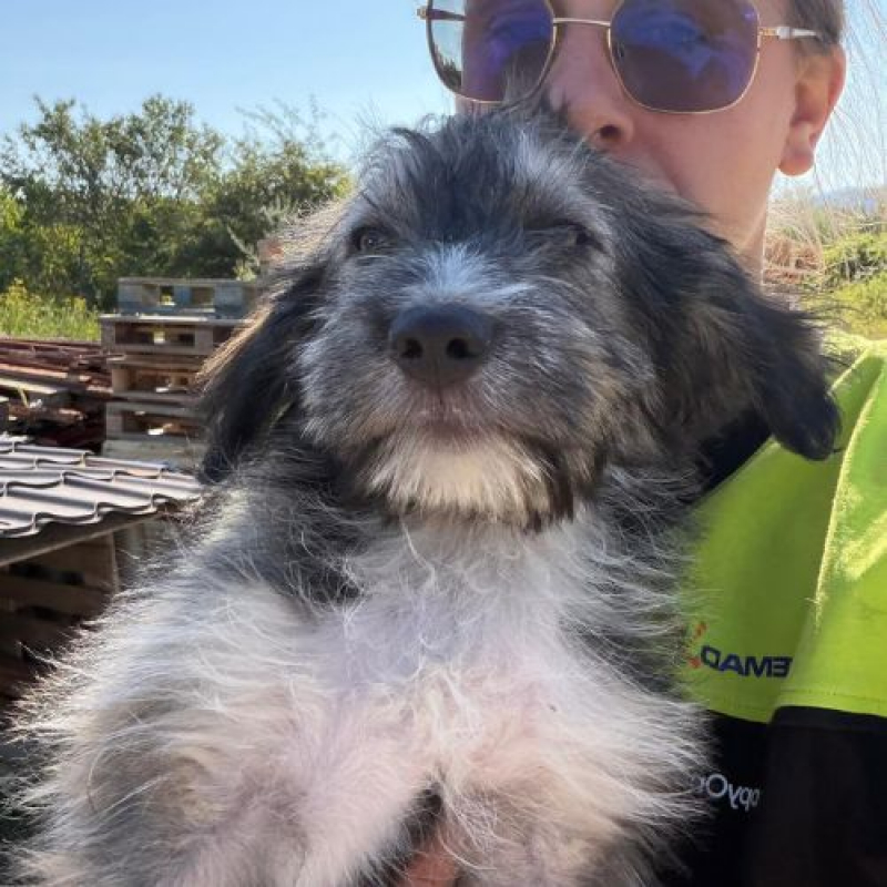 BOSI - Chien à adopter - photo 8