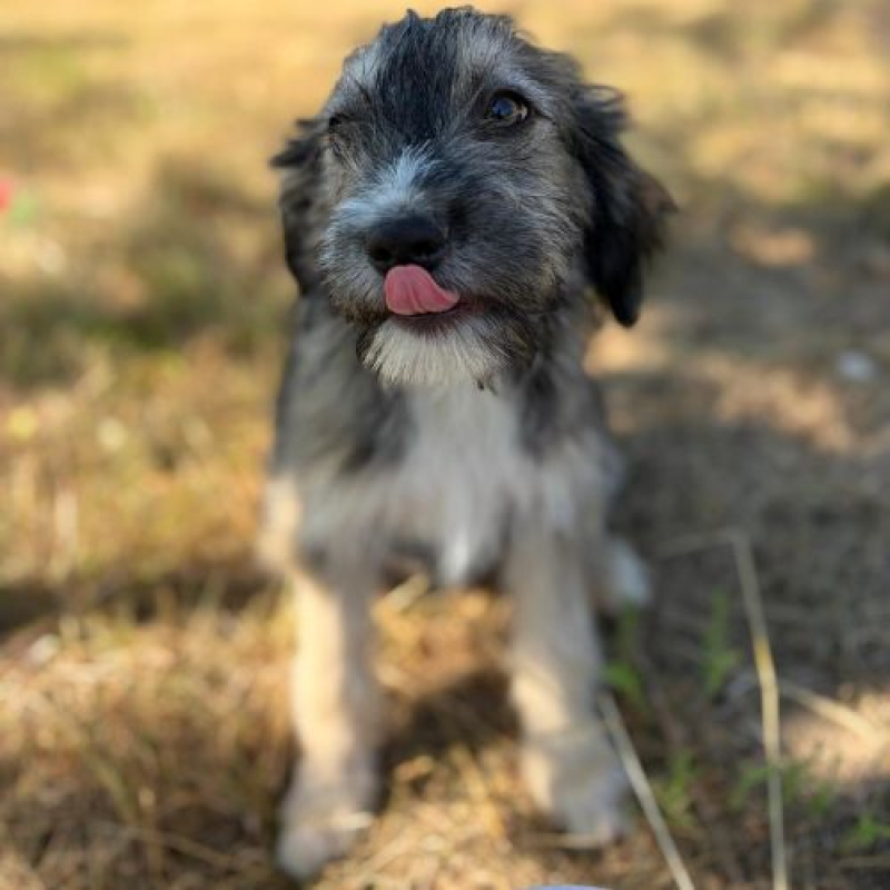 BOSI - Chien à adopter - photo 9