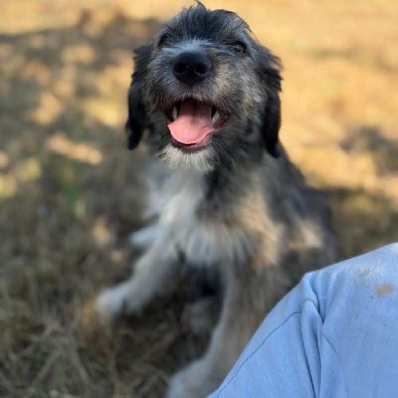 BOSI - Chien à adopter - photo 4