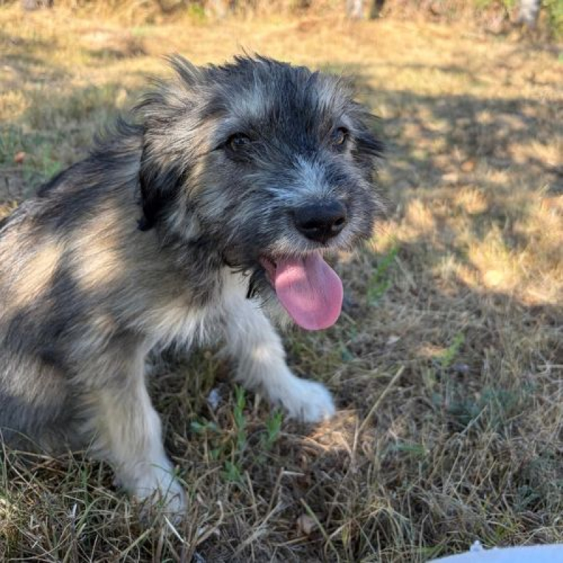 BOSI - Chien à adopter - photo 6