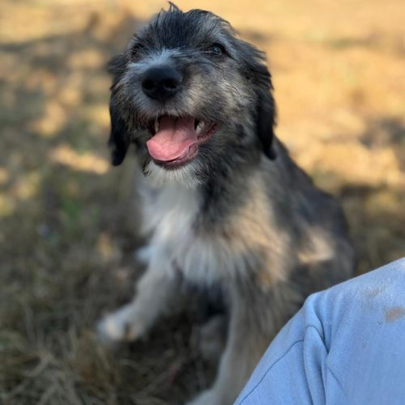 BOSI - Chien à adopter
