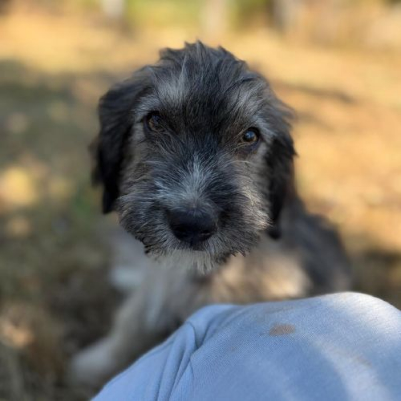 BOSI - Chien à adopter - photo 3