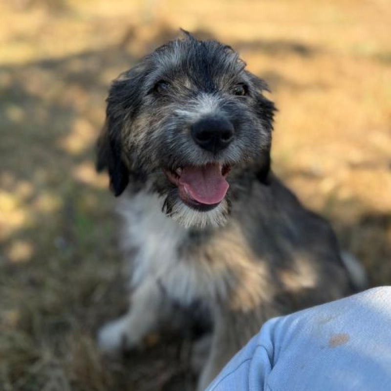 BOSI - Chien à adopter - photo 2