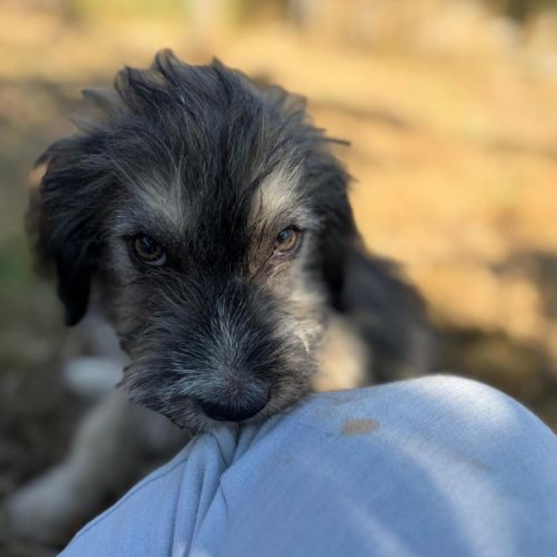BOSI - Chien à adopter - photo 5
