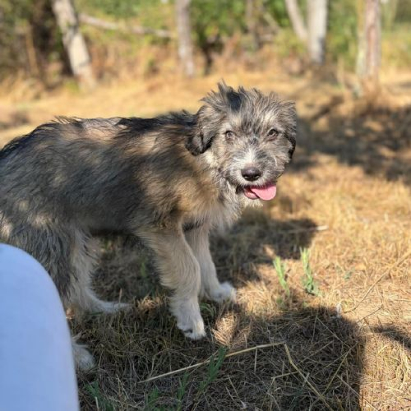 BOSI - Chien à adopter - photo 7