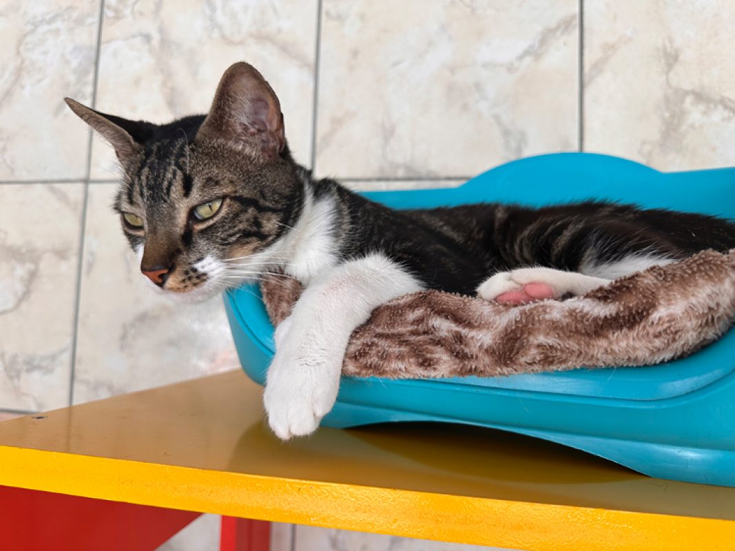 Tiny - Chat Européen à adopter