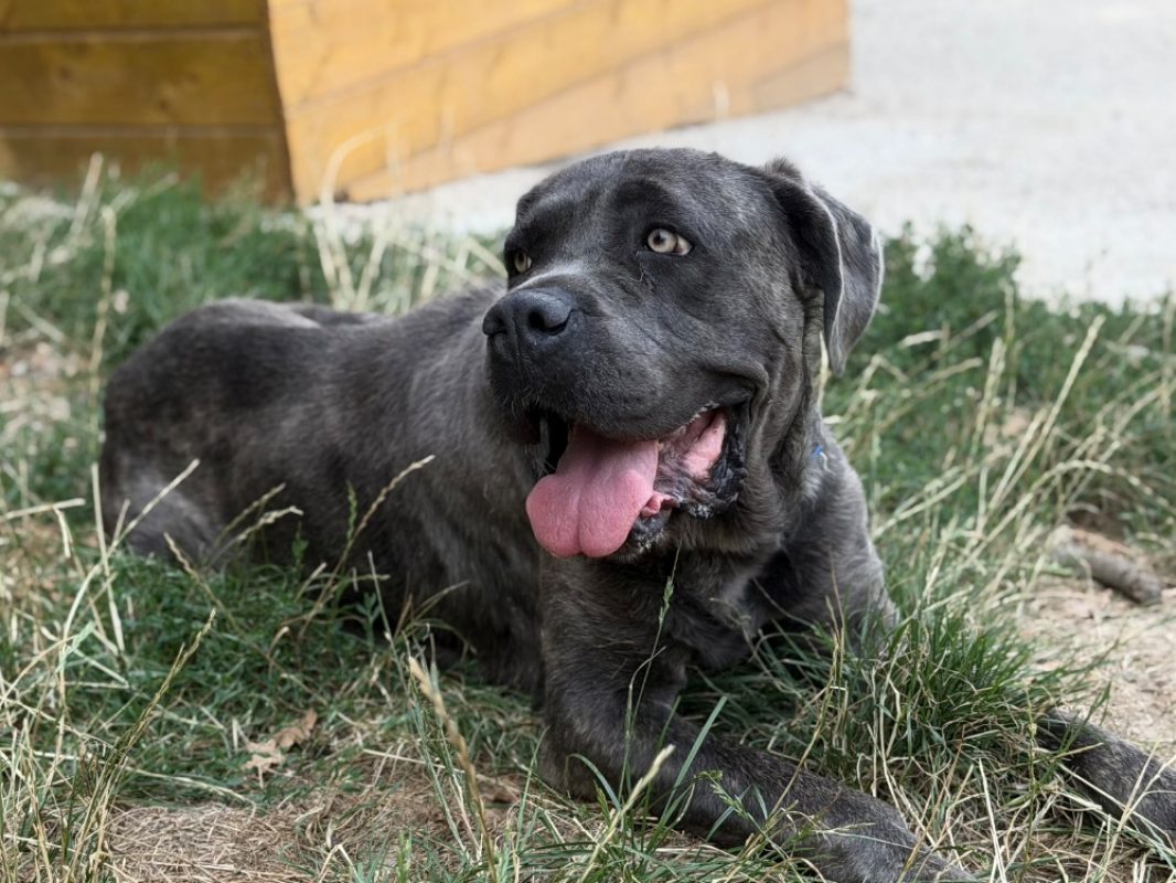 Prada - Chien à adopter